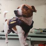 УФ фотодрук білим кольором на ПВХ