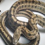 Екосольвентний друк на натуральному холсті