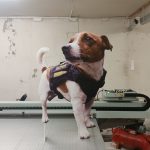 Ростові фігуры